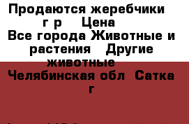 Продаются жеребчики 14,15 16 г.р  › Цена ­ 177 000 - Все города Животные и растения » Другие животные   . Челябинская обл.,Сатка г.